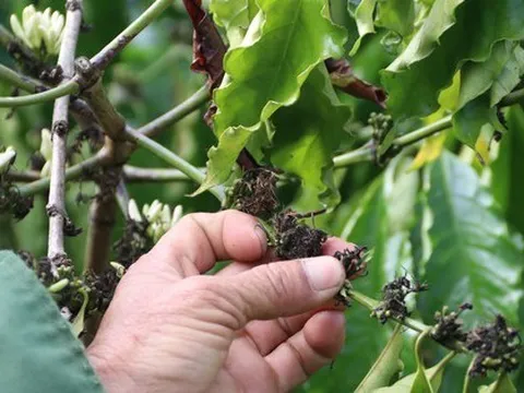 Cà phê nở ‘hoa chanh’, nông dân trồng cây tỷ đô lo ngay ngáy