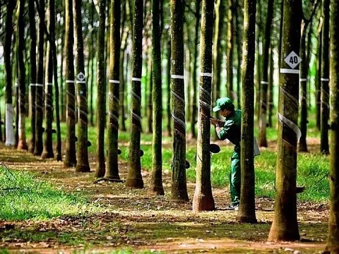 Lợi nhuận quý IV/2022 Cao su Phước Hoà tăng đột biến nhờ tiền đền bù