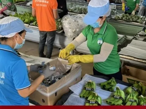 Khát vọng tỷ USD từ trồng chuối, nuôi heo của đại gia Việt