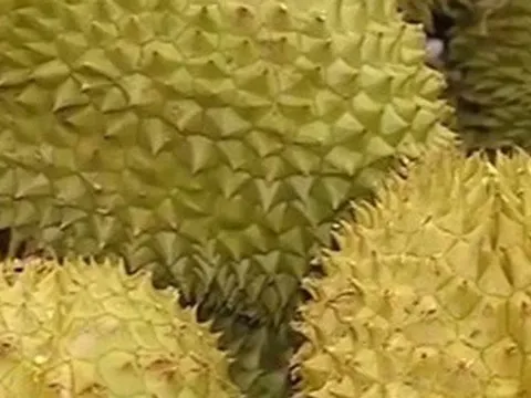 Sầu riêng Việt Nam được ưa chuộng tại Trung Quốc