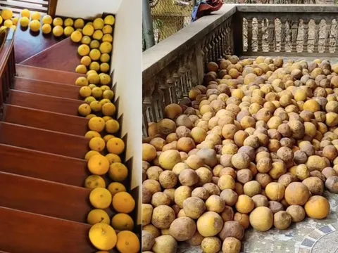 Cảnh tượng ở nhiều gia đình miền Bắc ngày Tết: Bưởi chất khắp nơi khiến ai cũng choáng ngợp và lý do thú vị phía sau