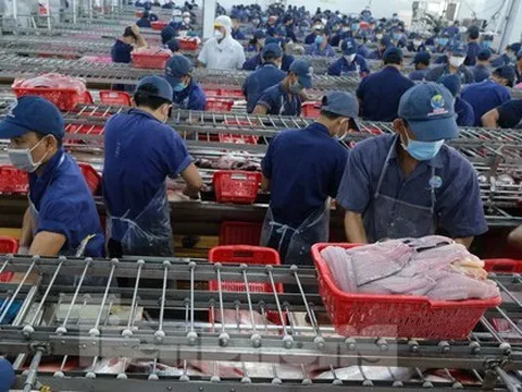 Kỳ tích cá tra Việt Nam: Chinh phục thành công thị trường Mỹ, Trung Quốc, Nhật Bản