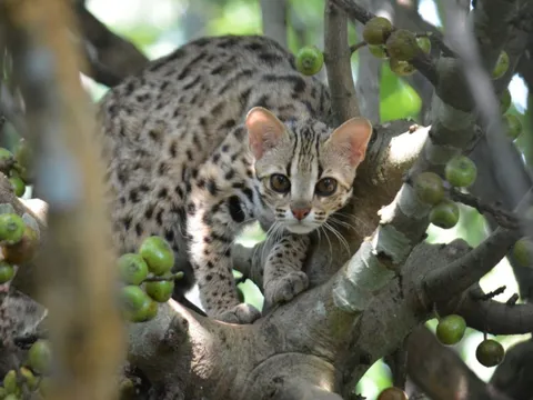 Những "hiệp sĩ" giải cứu mèo hoang dã