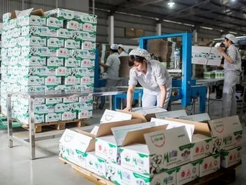 Nguyên nhân khiến lợi nhuận của Mộc Châu Milk bị bào mòn trong quý IV
