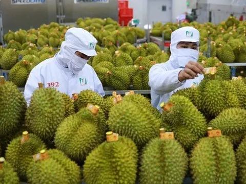 Dịp Tết, sầu riêng Việt Nam được 'săn đón' mạnh ở Trung Quốc