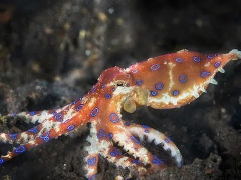 Nhà hàng Trung Quốc phục vụ nhầm nước lau sàn và mực cực độc