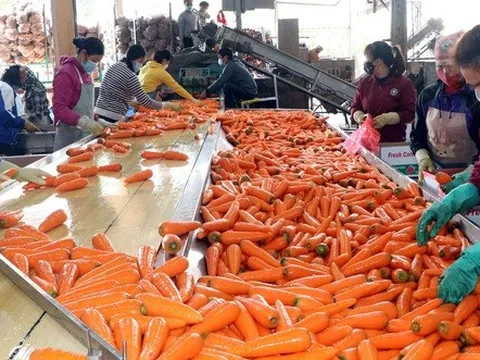 Doanh nghiệp tất bật chuẩn bị lô hàng nông sản xuất khẩu đầu năm