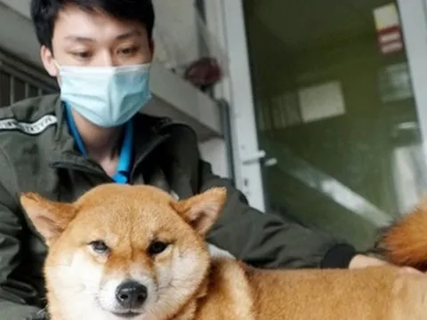 Dịch vụ trông thú cưng kiếm bội tiền dịp Tết