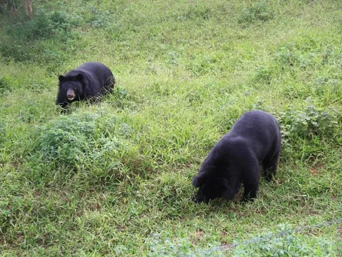 Ngôi nhà chung hạnh phúc của 49 con gấu