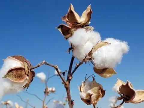 Thị trường bông tăng giá có tác động gì đến dệt may Việt Nam ?
