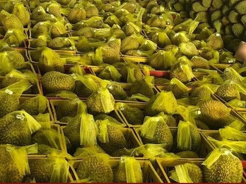 Giá sầu riêng tăng cao kỷ lục