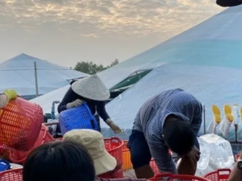 Sau Tết giá tôm thẻ tăng vọt, người nuôi lãi lớn