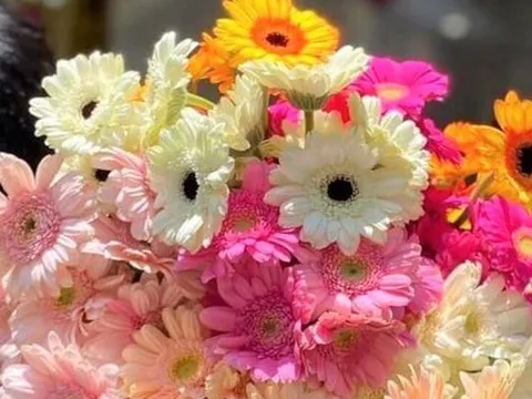 Rộ trào lưu săn lùng hoa đa lộc, đồng tiền nhí, lá bạc ngày vía Thần tài