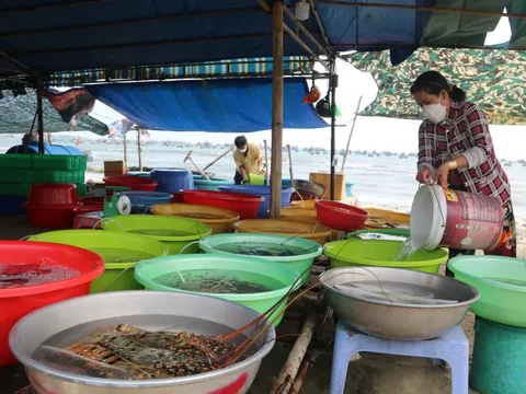 "Cân điêu” hải sản ở Mũi Né, địa phương đề nghị tháo dỡ lều quán