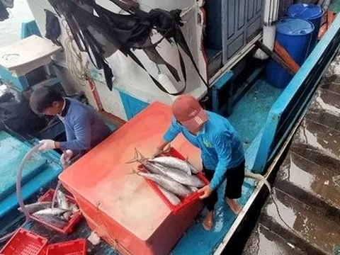 Khánh Hòa: Ngư dân phấn khởi vì tàu đánh bắt xuyên Tết có “lộc biển”