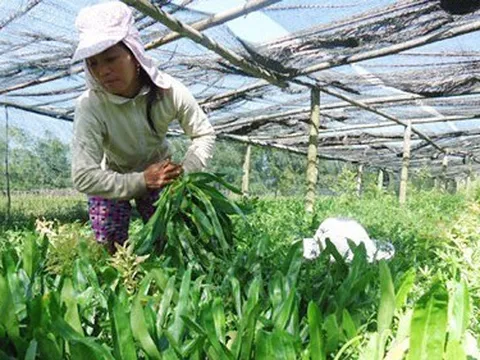 Rau mùi, húng quế Việt sang châu Âu hết cảnh bị kiểm soát thuốc bảo vệ thực vật