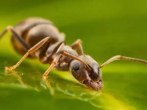 Kiến có thể phát hiện mùi ung thư trong nước tiểu