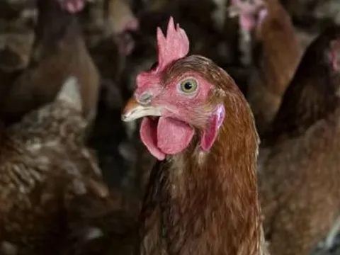 Việt Nam có gà ăn chuối nhưng đây mới là thực đơn nuôi gà “độc lạ” nhất thế giới: tiết kiệm hàng trăm triệu USD, tránh được khủng hoảng thức ăn chăn nuôi