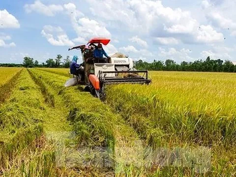 1 triệu ha lúa chất lượng cao được đầu tư hơn 40.000 tỷ đồng