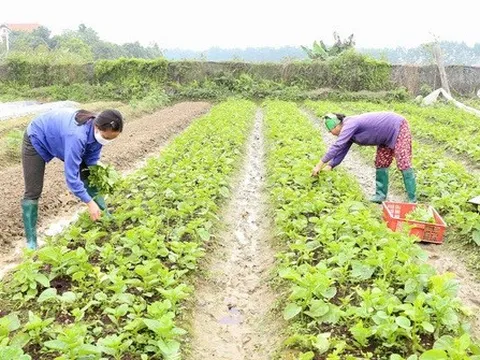 Giá khoai tây tăng gấp rưỡi sau khi đăng ký thương hiệu