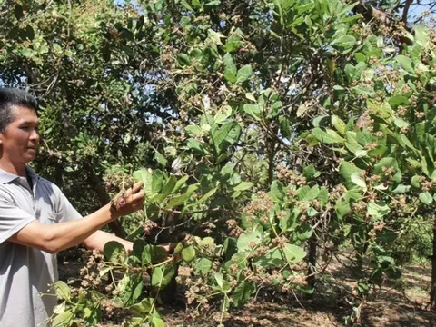 Gia Lai: Nông dân lo lắng mùa điều thất thu