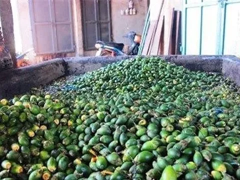 Loại quả phổ biến ở Việt Nam được người dân Trung Quốc cực ưa chuộng, thương lái đổ xô đi thu mua làm thành kẹo bán giá chục triệu/kg