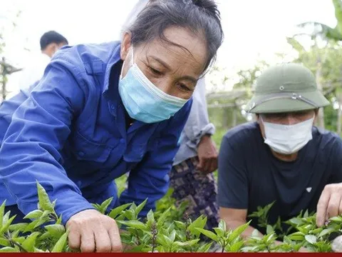 EU nới lỏng kiểm soát rau gia vị Việt Nam: Kỳ vọng thúc đẩy kim ngạch xuất khẩu rau quả