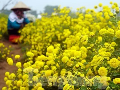 Bội thu khi dân bỏ cúc thường, trồng hoa cúc chi làm trà
