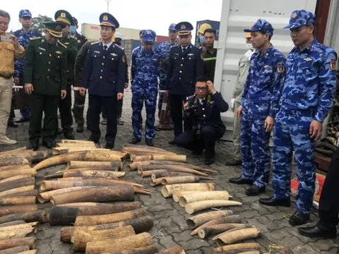 Phát hiện gần nửa tấn ngà voi nhập khẩu trái phép từ châu Phi