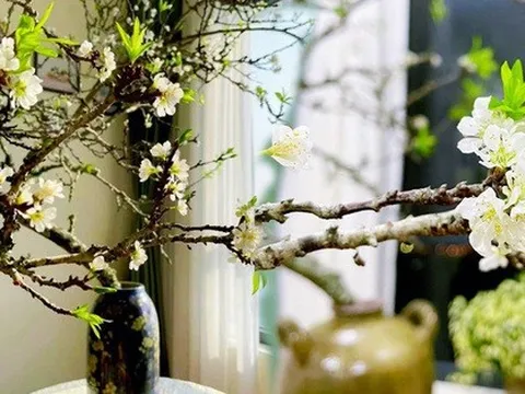 Rộ mốt chi tiền mua cành hoa mận rừng chơi sau Tết