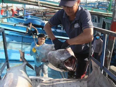 Vì sao EC chưa gỡ 'thẻ vàng' thủy sản cho Việt Nam?