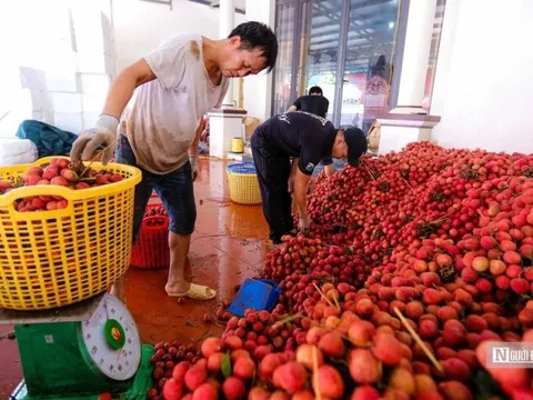 Diễn đàn kết nối tiêu thụ nông sản cần phân tích sâu về thị trường