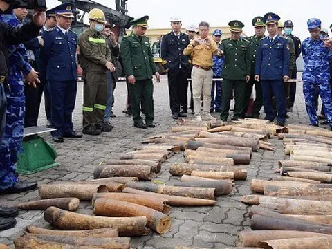 Phát hiện container ngà voi nhập lậu từ châu Phi