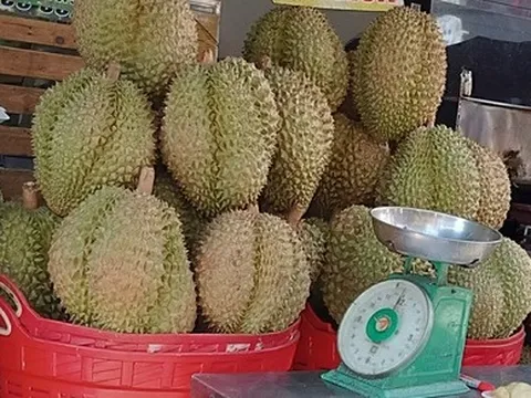 Giá sầu riêng 180.000 đồng/kg, thương lái không mua nổi
