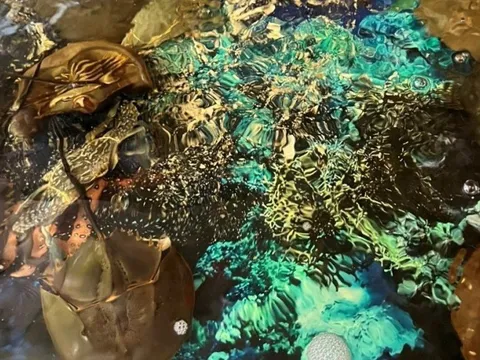 Khánh Hòa: 3 người nhập viện cấp cứu nghi ngộ độc do ăn nhầm so biển