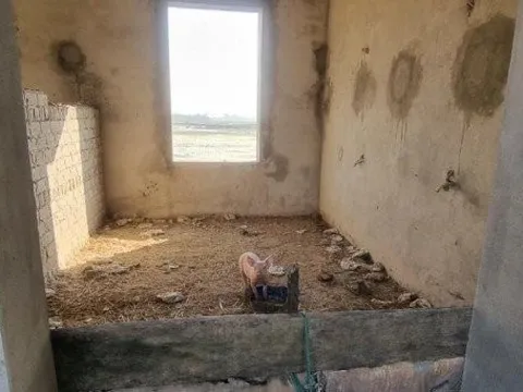 Thanh Hóa: Công sở tiền tỷ xây dở dang thành "nhà" của gia súc