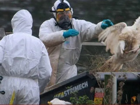 Các nhà khoa học cảnh báo về virus cúm gia cầm đột biến