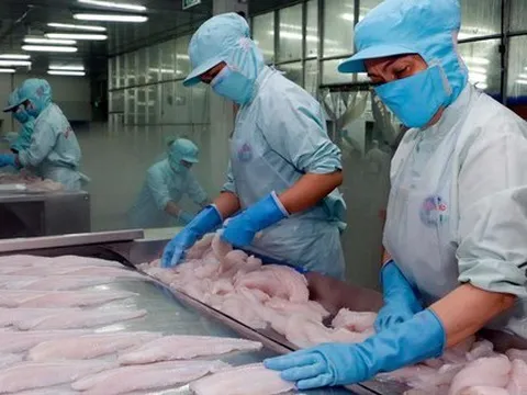 Xuất khẩu cá tra: Vì sao chế biến sâu chỉ chiếm 2%?