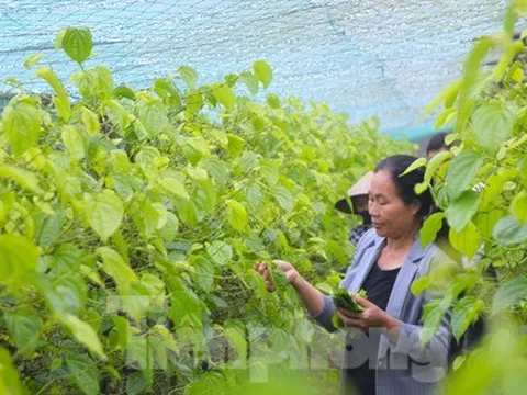 Làm giàu với loại cây 'đếm lá tính tiền' trong dịp rằm, lễ tết