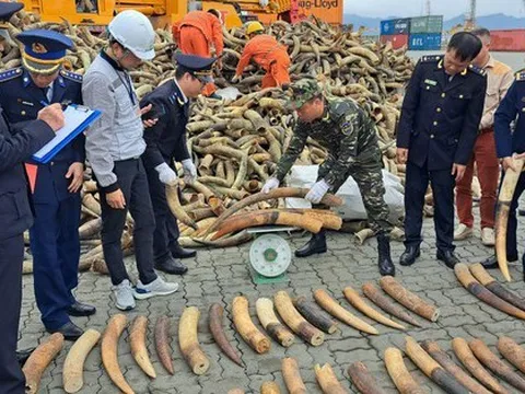 Mở container sừng bò nuôi kẹp chì, chảy ra 125 kg ngà voi
