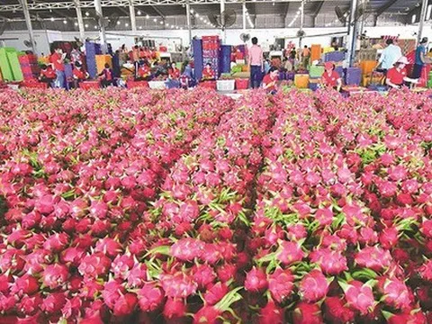 Sầu riêng, thanh long Việt xuất Trung Quốc tăng giá gấp 3 lần