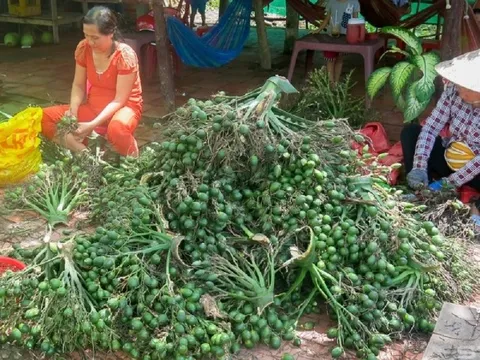 Trung Quốc gom mua cau non giá cao, Cục Trồng trọt khuyến cáo không trồng ồ ạt