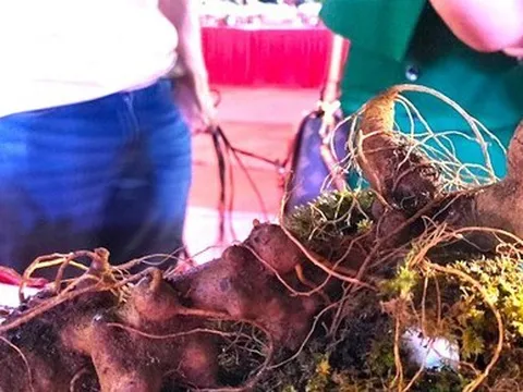 Chiêm ngưỡng củ sâm Ngọc Linh 'khủng' được bán cho đại gia Quảng Nam