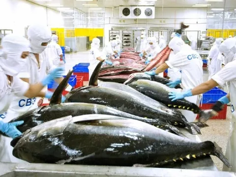 Tín hiệu kém khả quan trên đường xuất khẩu cá ngừ sang Mỹ