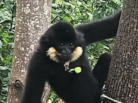 Phát hiện vượn đen má hung quý hiếm trong khu dân cư gần núi ở Đà Nẵng