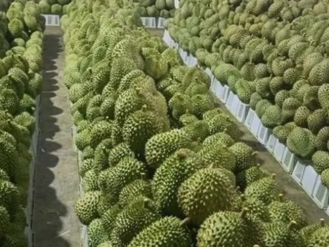 Thấy gì sau câu chuyện bầu Đức lần đầu đón “đúng sóng” nhờ sầu riêng?