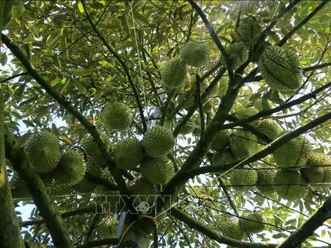 Giá sầu riêng cao kỷ lục nhưng nhiều nhà vườn vẫn còn lắm nỗi tâm tư