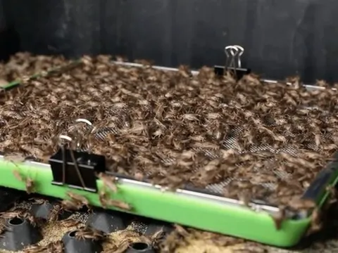 Tham quan nông trại và nhà máy sản xuất dế lớn nhất Việt Nam của Cricket One: Tận dụng từ chân đến phân dế, nâng cấp món ăn chơi vùng quê thành công nghiệp thực phẩm mới