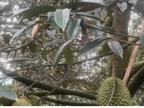 Giá trái sầu riêng sụt giảm bất thường, mất gần 100.000 đồng/kg