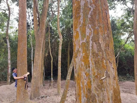 Ngắm khu "rừng ma" ở Quảng Trị